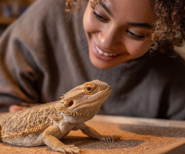 a bearded dragon being stroked by a realistic, beautiful human hand